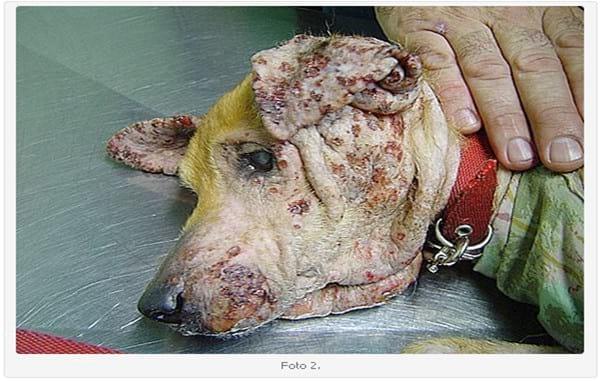 Linfoma Epiteliotrópico Canino: Presentación de dos Casos Clínicos. Su Tratamiento. - Image 2