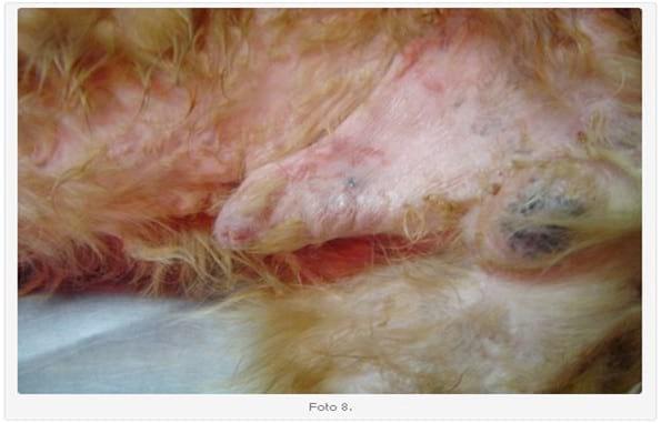 Linfoma Epiteliotrópico Canino: Presentación de dos Casos Clínicos. Su Tratamiento. - Image 8