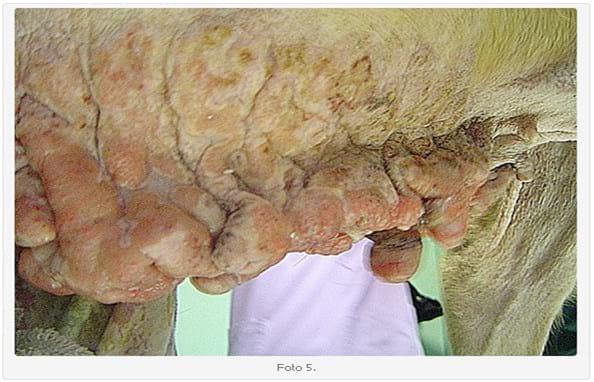 Linfoma Epiteliotrópico Canino: Presentación de dos Casos Clínicos. Su Tratamiento. - Image 5