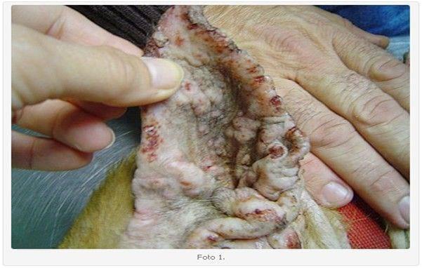 Linfoma Epiteliotrópico Canino: Presentación de dos Casos Clínicos. Su Tratamiento. - Image 1