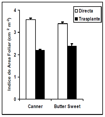Trasplante vs. Siembra directa en maiz dulce (Zea Mays l.): Producción y utilización de fotoasimilados - Image 5