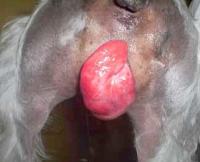 Hiperplasia vaginal en un canino: reporte de un caso - Image 1