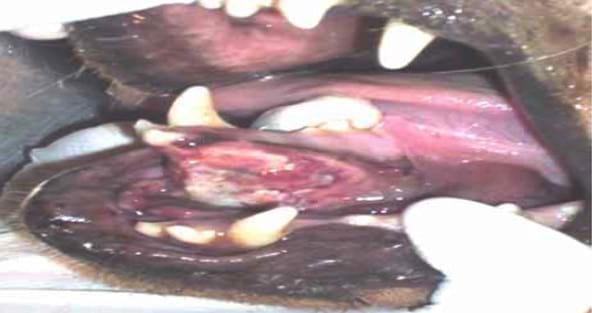 Separación traumática de la sínfisis mandibular en un paciente canino: reporte de un caso - Image 1