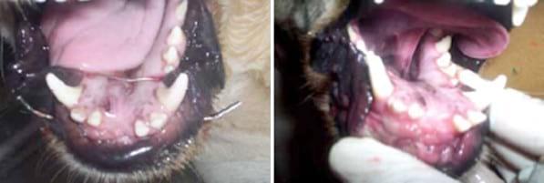 Separación traumática de la sínfisis mandibular en un paciente canino: reporte de un caso - Image 5