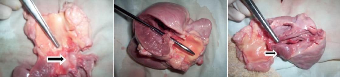 Descripción clínico anatomopatológica de una estenosis pulmonar subvalvular congénita en un canino: reporte de un caso - Image 4