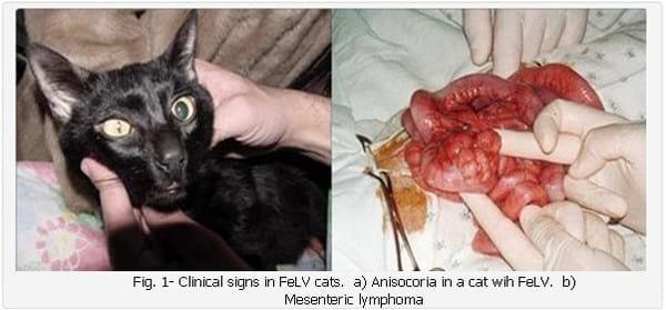 Virus de la Leucemia Felina (ViLeF): Actualización. - Image 1