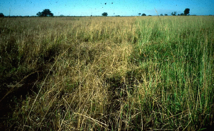 Rejuvenecimiento de las alfalfas, al 20 años de aquella experiencia - Image 2