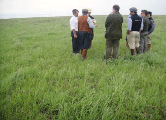 Rejuvenecimiento de las alfalfas, al 20 años de aquella experiencia - Image 40