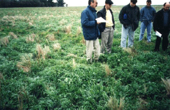 Rejuvenecimiento de las alfalfas, al 20 años de aquella experiencia - Image 50