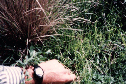 Rejuvenecimiento de las alfalfas, al 20 años de aquella experiencia - Image 1