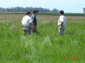 Rejuvenecimiento de las alfalfas, al 20 años de aquella experiencia - Image 32
