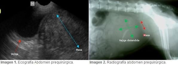 Caso Clínico: Retención urinaria por leiomioma Uterino en una perra. - Image 1