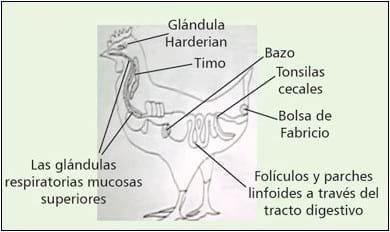 Efecto de taninos del sorgo en la nutrición de aves - Image 16