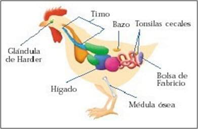 Efecto de taninos del sorgo en la nutrición de aves - Image 15
