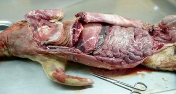Relevamiento coproparasitario en criaderos familiares de cerdos en Uruguay - Image 29