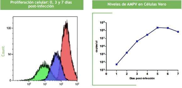Evaluación de la proliferación y viabilidad celular por citometría de flujo en células vero infectadas con metapneumovirus aviar (AMPV) - Image 2