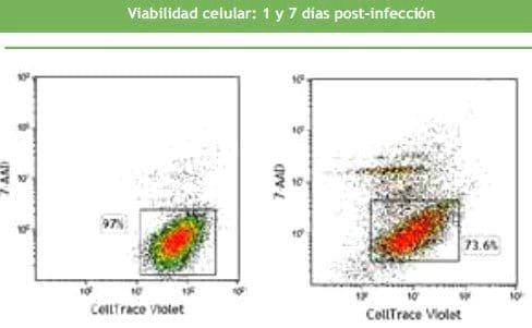 Evaluación de la proliferación y viabilidad celular por citometría de flujo en células vero infectadas con metapneumovirus aviar (AMPV) - Image 3