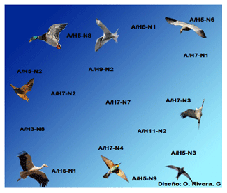 Gripe Aviar: Presente. Segunda Parte - Image 2
