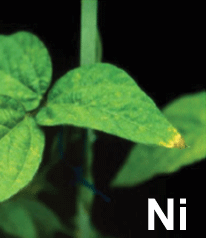 El níquel, esencial para la absorción del nitrógeno - Image 1