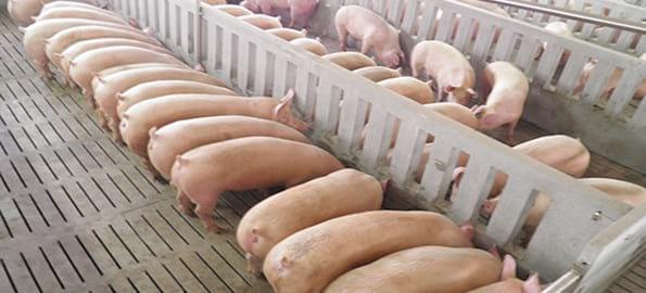 Alimentación Líquida, utilización en granjas de engorde de cerdos como ayuda para luchar contra el stress por calor - Image 7