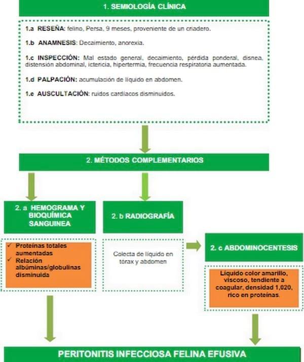 ACTUALIZACIÓN SOBRE PERITONITIS INFECCIOSA FELINA(PIF) Y DESCRIPCIÓN DE UN CASO DE PIF EFUSIVA - Image 9