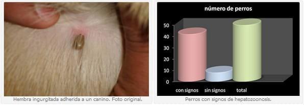 Estudio de 50 casos de hepatozoonosis en caninos naturalmente infectados en el Gran Buenos Aires, Argentina - Image 5