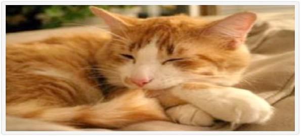 Disminución del Factor Trefoil 2 en gatos con cistitis idiopática felina. - Image 1
