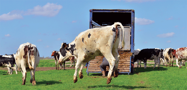 Tipos de estrés en el ganado y recomendaciones para su control - Image 1
