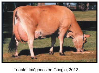 Cuál es la mejor opción genética racial funcional para la producción bovina lechera en el clima Tropical? - Image 7