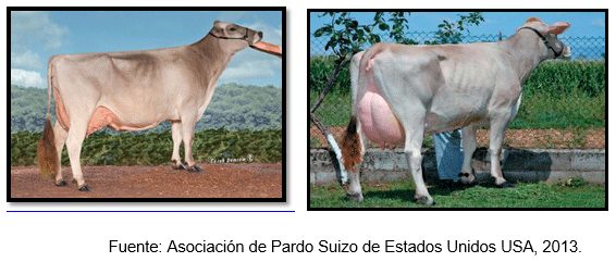 Cuál es la mejor opción genética racial funcional para la producción bovina lechera en el clima Tropical? - Image 11