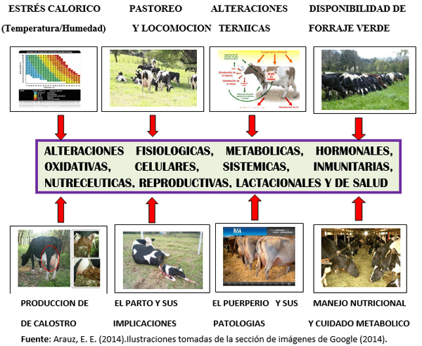 Cuál es la mejor opción genética racial funcional para la producción bovina lechera en el clima Tropical? - Image 1