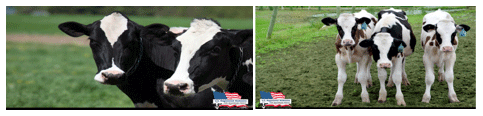 Cuál es la mejor opción genética racial funcional para la producción bovina lechera en el clima Tropical? - Image 14