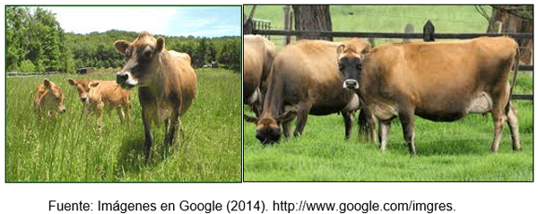 Cuál es la mejor opción genética racial funcional para la producción bovina lechera en el clima Tropical? - Image 4