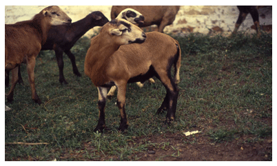 Los ovinos tropicales de pelo colombianos - Image 1