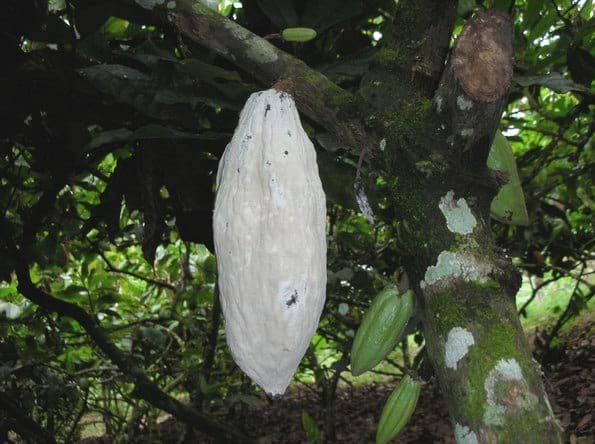 Moniliasis, uno de los problemas más graves para el cacao - Image 1