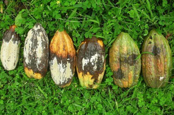 Moniliasis, uno de los problemas más graves para el cacao - Image 2