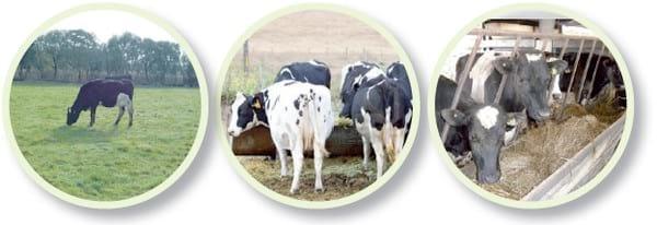 Caracterización y comparación de la calidad de leche proveniente de tres sistemas productivos de la región de los ríos - Image 3