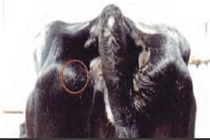 Evaluación de la condición corporal de para el engorde de vacas lecheras de descarte - Image 13