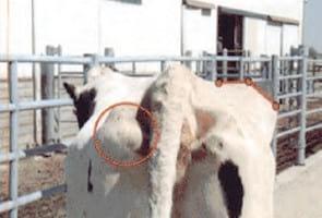 Evaluación de la condición corporal de para el engorde de vacas lecheras de descarte - Image 15