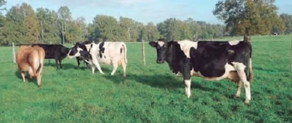 Unidad de negocio permanente a través de modelos de engorda de vacas excedentes de rebaños lecheros - Image 13
