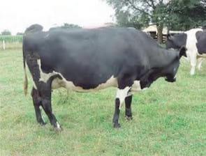 Unidad de negocio permanente a través de modelos de engorda de vacas excedentes de rebaños lecheros - Image 9