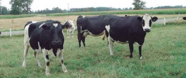 Unidad de negocio permanente a través de modelos de engorda de vacas excedentes de rebaños lecheros - Image 10
