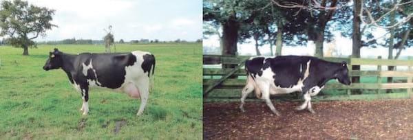 Unidad de negocio permanente a través de modelos de engorda de vacas excedentes de rebaños lecheros - Image 12