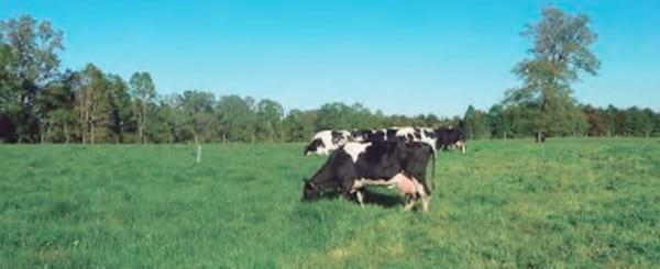 Unidad de negocio permanente a través de modelos de engorda de vacas excedentes de rebaños lecheros - Image 18