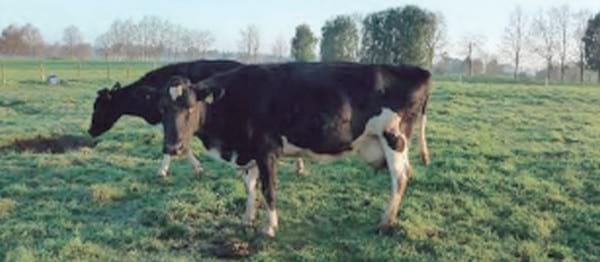 Unidad de negocio permanente a través de modelos de engorda de vacas excedentes de rebaños lecheros - Image 16