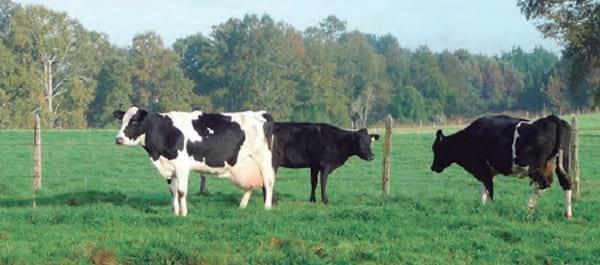 Definición del modelo productivo de engorda de vacas de descarte de lecherías - Image 3