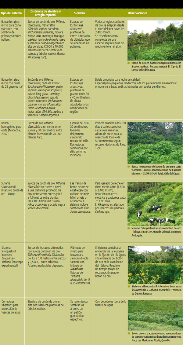 El botón de oro: arbusto de gran utilidad para sistemas ganaderos de tierra caliente y de montaña - Image 10
