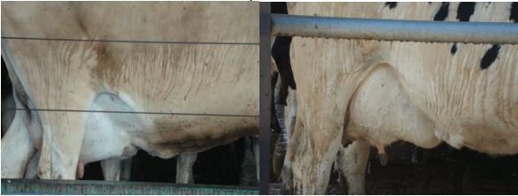 Estrés calórico. Enfriamiento de vacas mediante la combinación de mojado y ventilación forzada. - Image 13