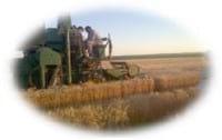 Comportamiento de variedades de trigo - Resumen trigo y cebada 2013 - 2014 - Image 1
