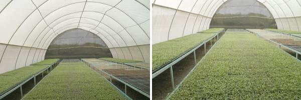 Establecimiento de un semillero invernadero tipo tunel bajo ambiente controlado - Image 2
